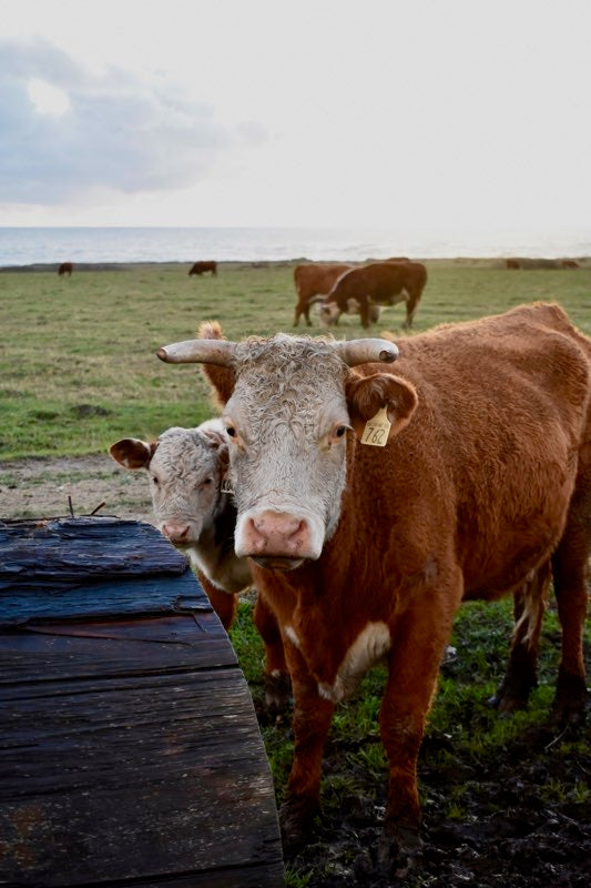 Why Grass-Fed Suet Matters in Skincare